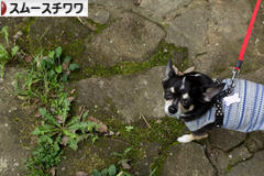 にほんブログ村 犬ブログ スムースチワワへ