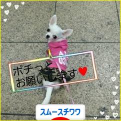 にほんブログ村 犬ブログ スムースチワワへ