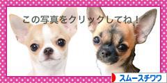 にほんブログ村 犬ブログ スムースチワワへ