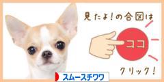 にほんブログ村 犬ブログ スムースチワワへ