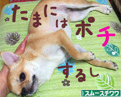 スムチーコムギのレディへの道