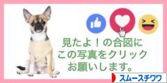 にほんブログ村 犬ブログ スムースチワワへ