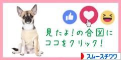 にほんブログ村 犬ブログ スムースチワワへ