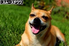 にほんブログ村 犬ブログ スムースチワワへ