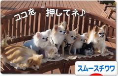 にほんブログ村 犬ブログ スムースチワワへ