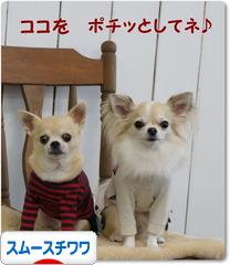 にほんブログ村 犬ブログ スムースチワワへ