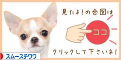 にほんブログ村 犬ブログ スムースチワワへ