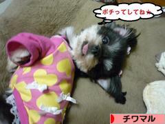 にほんブログ村 犬ブログ チワマルへ