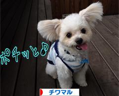 にほんブログ村 犬ブログ チワマルへ