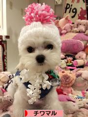 にほんブログ村 犬ブログ チワマルへ