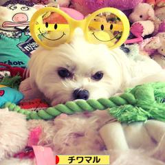 にほんブログ村 犬ブログ チワマルへ