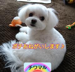 にほんブログ村 犬ブログ チワマルへ