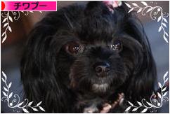 にほんブログ村 犬ブログ チワプーへ