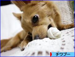 にほんブログ村 犬ブログ チワプーへ