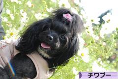 にほんブログ村 犬ブログ チワプーへ