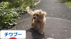 にほんブログ村 犬ブログ チワプーへ