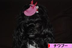 にほんブログ村 犬ブログ チワプーへ