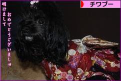 にほんブログ村 犬ブログ チワプーへ