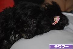 にほんブログ村 犬ブログ チワプーへ