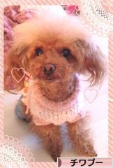 にほんブログ村 犬ブログ チワプーへ