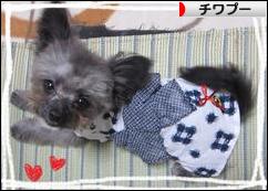 にほんブログ村 犬ブログ チワプーへ