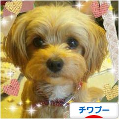 にほんブログ村 犬ブログ チワプーへ
