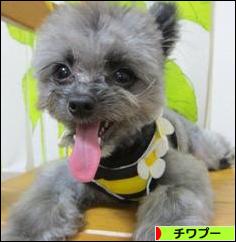 にほんブログ村 犬ブログ チワプーへ