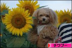 にほんブログ村 犬ブログ チワプーへ