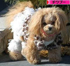 にほんブログ村 犬ブログ チワプーへ