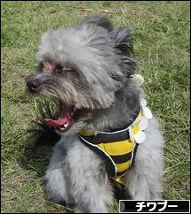 にほんブログ村 犬ブログ チワプーへ