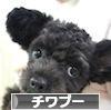 にほんブログ村 犬ブログ チワプーへ