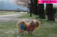 にほんブログ村 犬ブログ チワプーへ