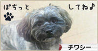 にほんブログ村 犬ブログ チワシーへ