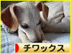 にほんブログ村 犬ブログ チワックスへ