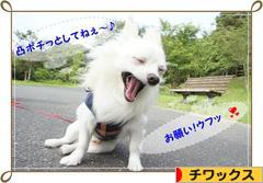 にほんブログ村 犬ブログ チワックスへ