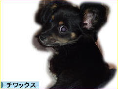 にほんブログ村 犬ブログ チワックスへ