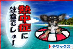 にほんブログ村 犬ブログ チワックスへ