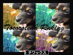 にほんブログ村 犬ブログ チワックスへ