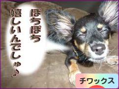 にほんブログ村 犬ブログ チワックスへ