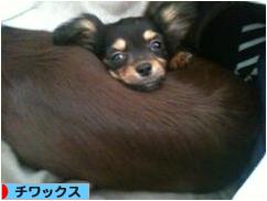 にほんブログ村 犬ブログ チワックスへ