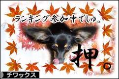 にほんブログ村 犬ブログ チワックスへ
