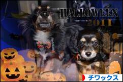 にほんブログ村 犬ブログ チワックスへ