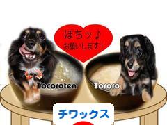 にほんブログ村 犬ブログ チワックスへ