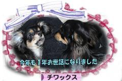 にほんブログ村 犬ブログ チワックスへ
