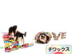 にほんブログ村 犬ブログ チワックスへ