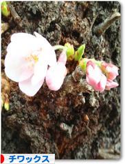 にほんブログ村 犬ブログ チワックスへ