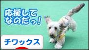 にほんブログ村 犬ブログ チワックスへ