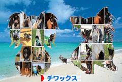 にほんブログ村 犬ブログ チワックスへ