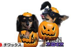 にほんブログ村 犬ブログ チワックスへ