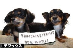にほんブログ村 犬ブログ チワックスへ